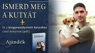 Ismerd meg a kutyát