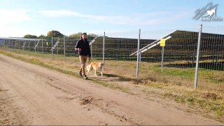 A tudatos sétáltatás alapjai: fegyelem és szabadság egyensúlya