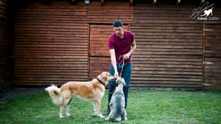 Kérdések - Válaszok videó (Behívás, féltékenykedés, pórázon  tiltakozás kölyökkutyánál)