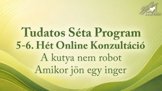 5-6. Hét: Online Konzultáció