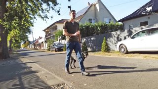 Betekintés a kulisszák mögé: Élő segítségnyújtás a gyakorlatban (Nyugodt séta inger gazdag környezetben)