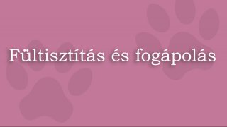 5. Fültisztítás és fogápolás