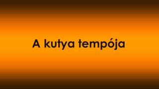 A kutya tempója – miért fontos, hogy ne siess a fejlődésben