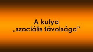 A kutya „szociális távolsága” – mikor szeret és mikor terhel a közelség?