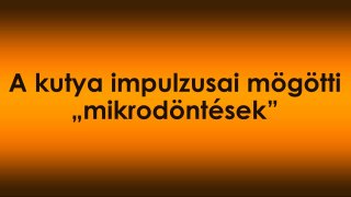 A kutya impulzusai mögötti „mikrodöntések” – hogyan születik meg a rossz vagy jó viselkedés fél másodperc alatt?