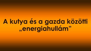 A kutya és a gazda közötti „energiahullám” – amikor a kapcsolat ritmusa huzamosan elcsúszik
