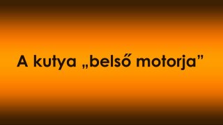 A kutya „belső motorja” – hogyan érzékeli a gazda energiaszintjét, és miért veszi át?