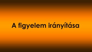 A figyelem irányítása – hogyan dönt a kutya arról, hogy mire fókuszál?