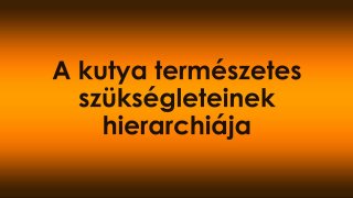 A kutya természetes szükségleteinek hierarchiája