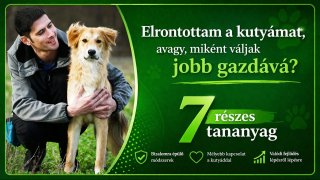 Elrontottam a kutyámat