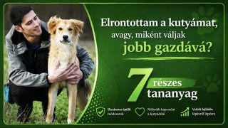 Elrontottam a kutyámat