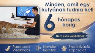 Minden, Amit Egy Kutyának Tudnia Kell 6 Hónapos Korig 2. Rész